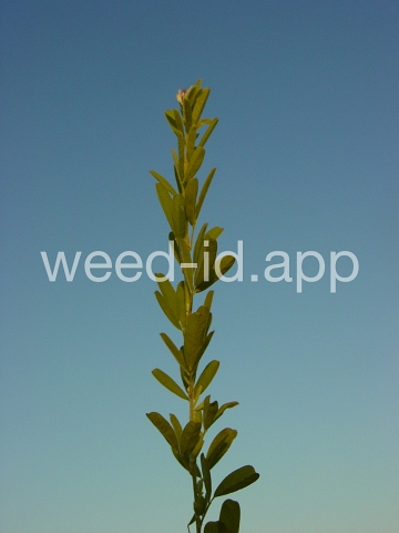 lespedeza, sericea